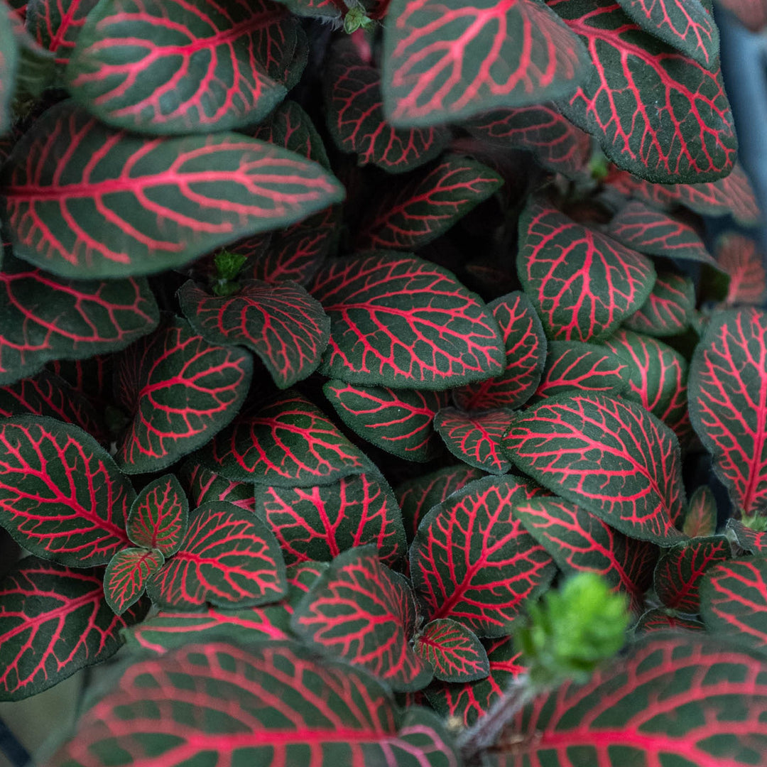 Fittonia &