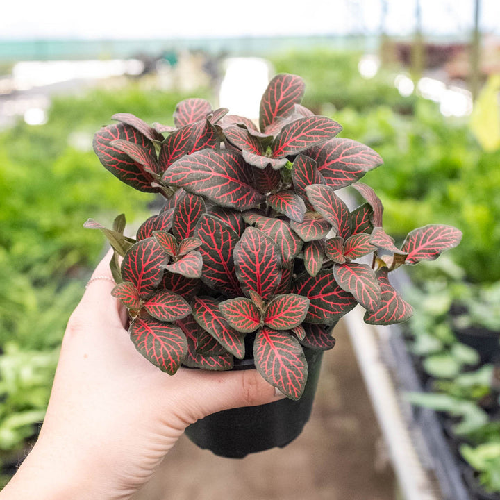 Fittonia &