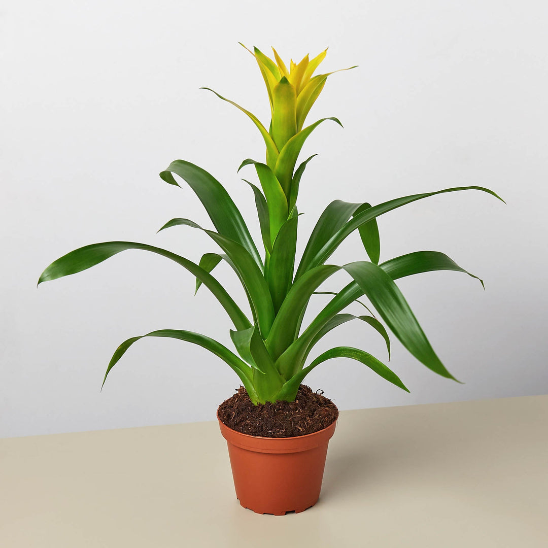 Bromeliad Guzmania &