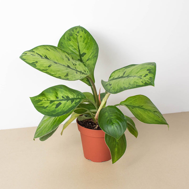 Homalomena &