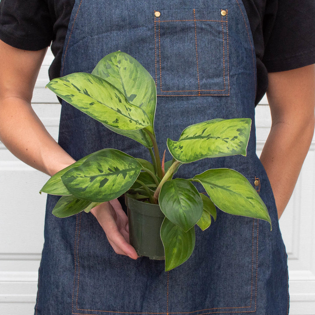 Homalomena &