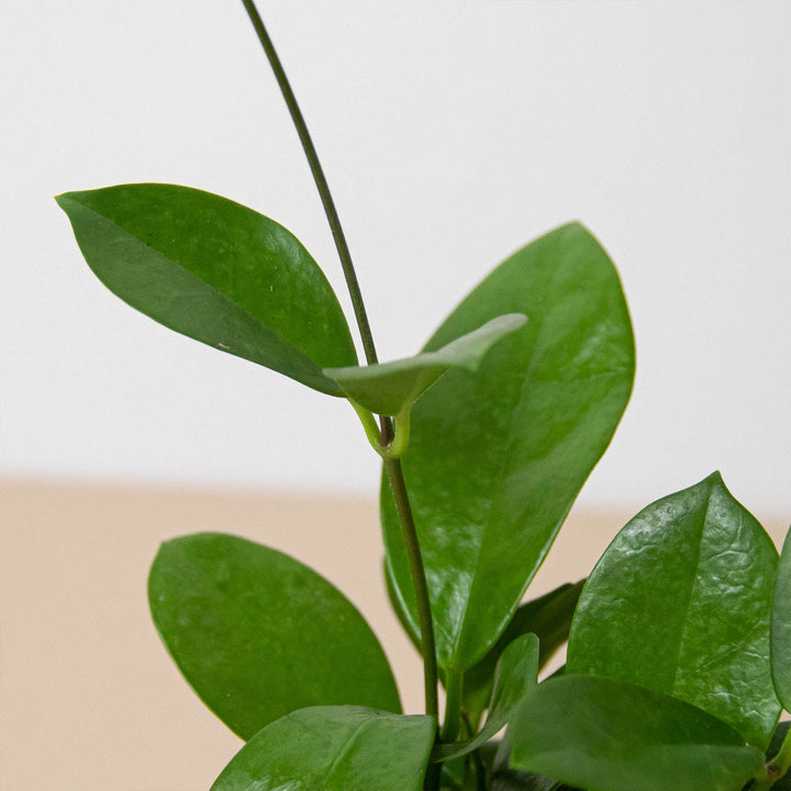 Hoya &