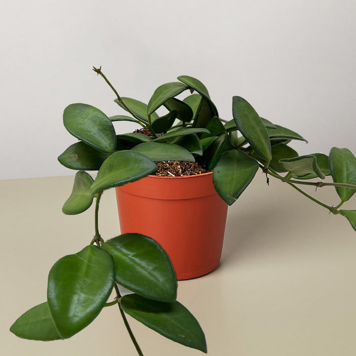 Hoya &