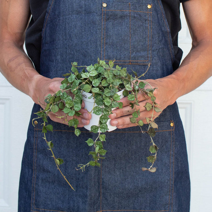Hoya &