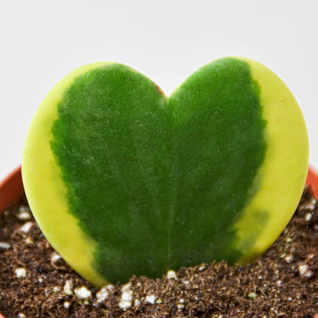 Hoya &