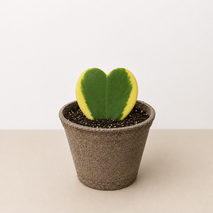 Hoya &