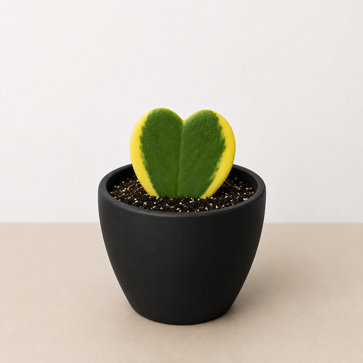 Hoya &