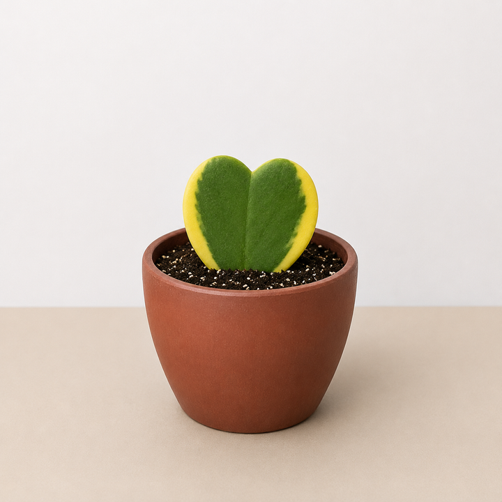 Hoya &