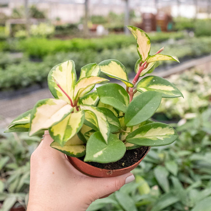 Hoya Carnosa &