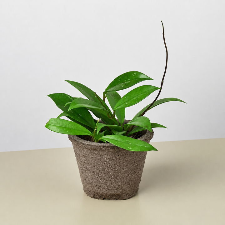 Hoya &