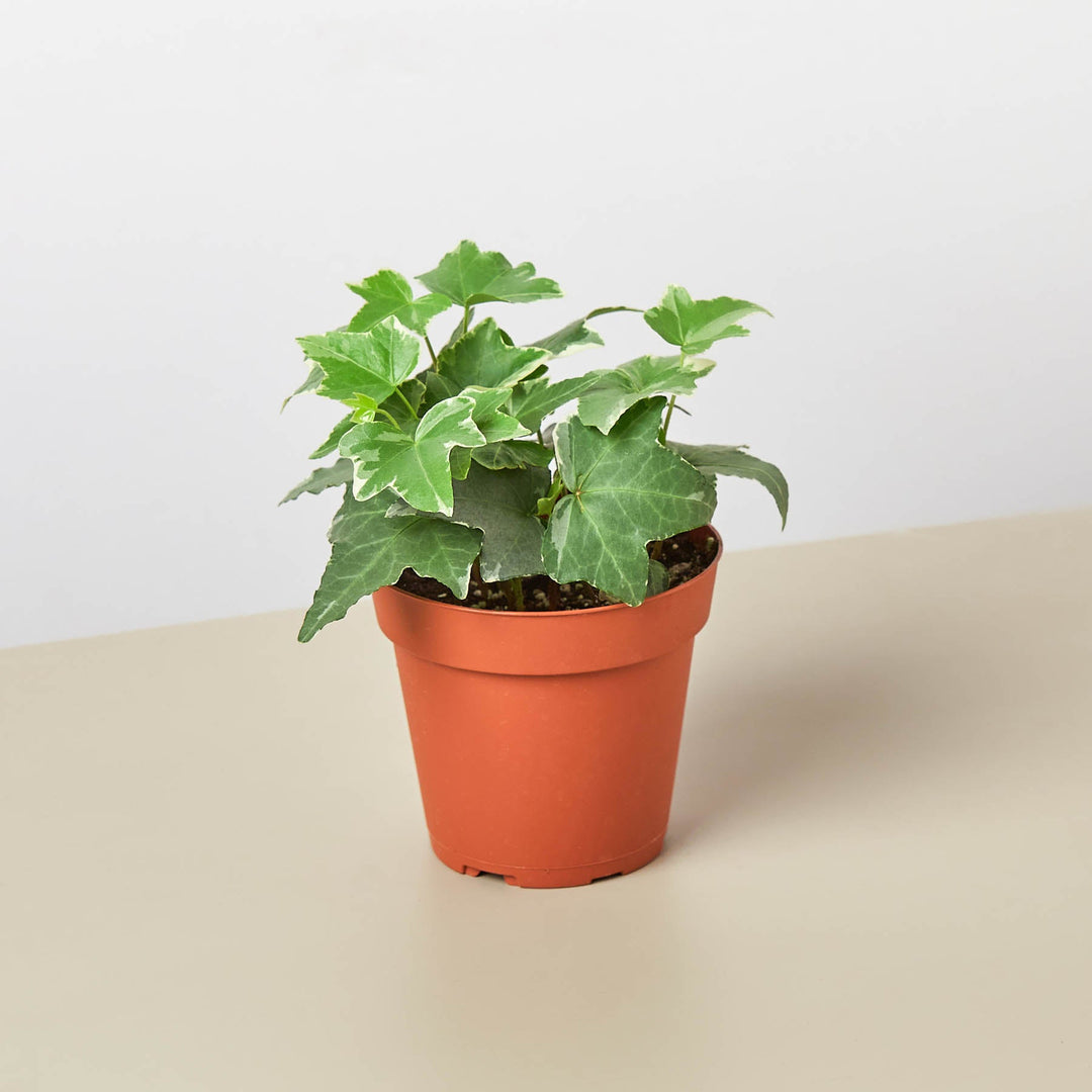 English Ivy &