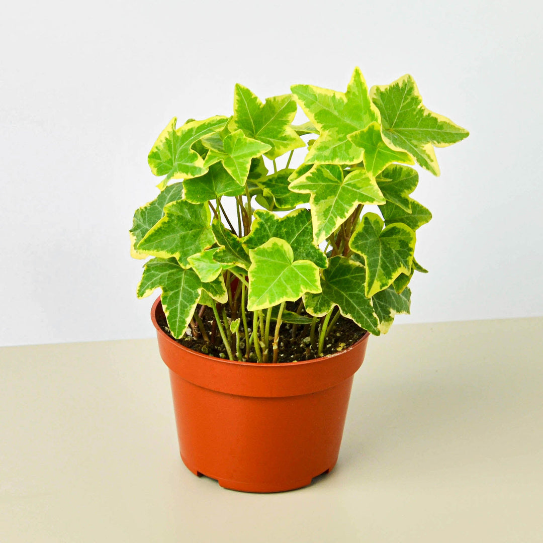 English Ivy &
