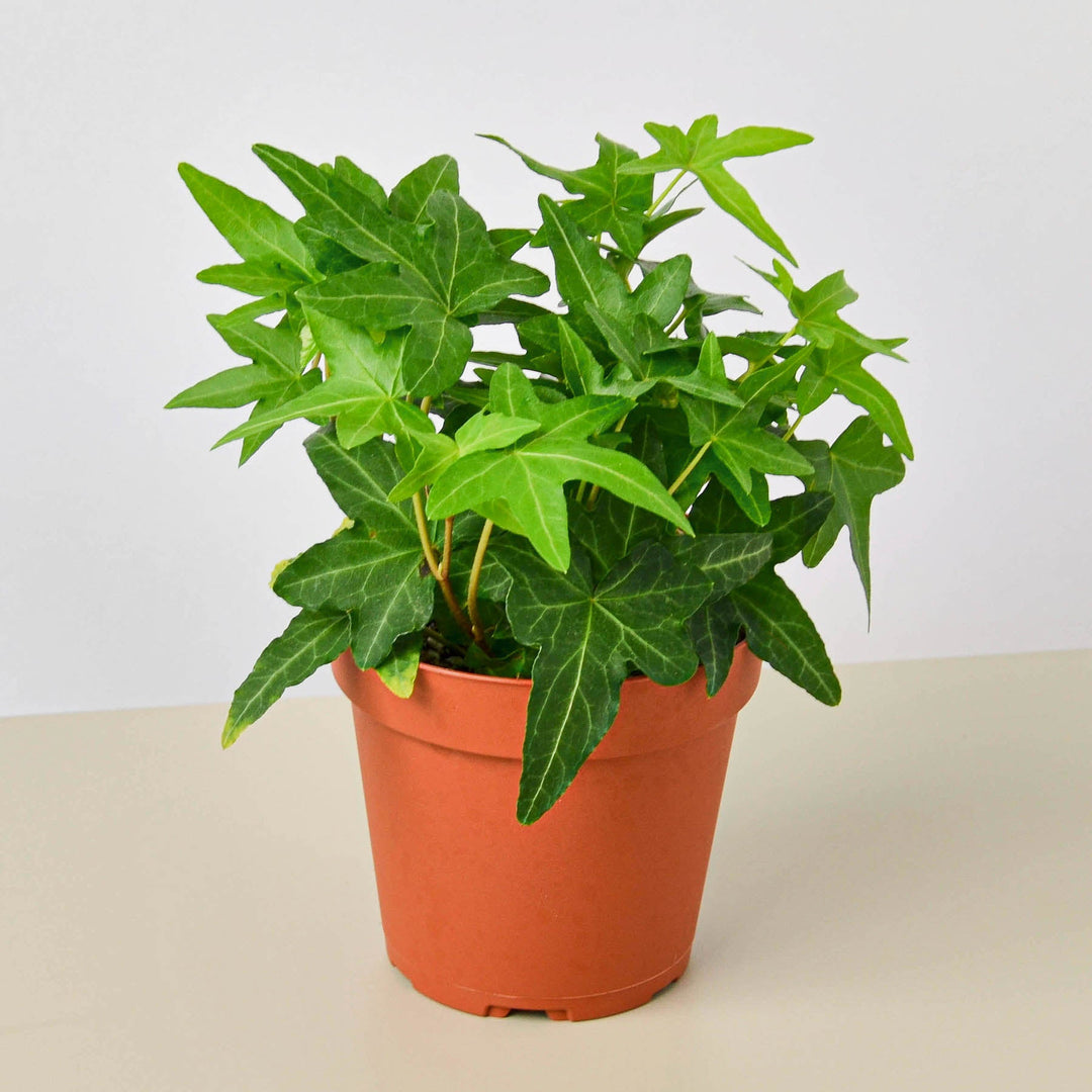 English Ivy &