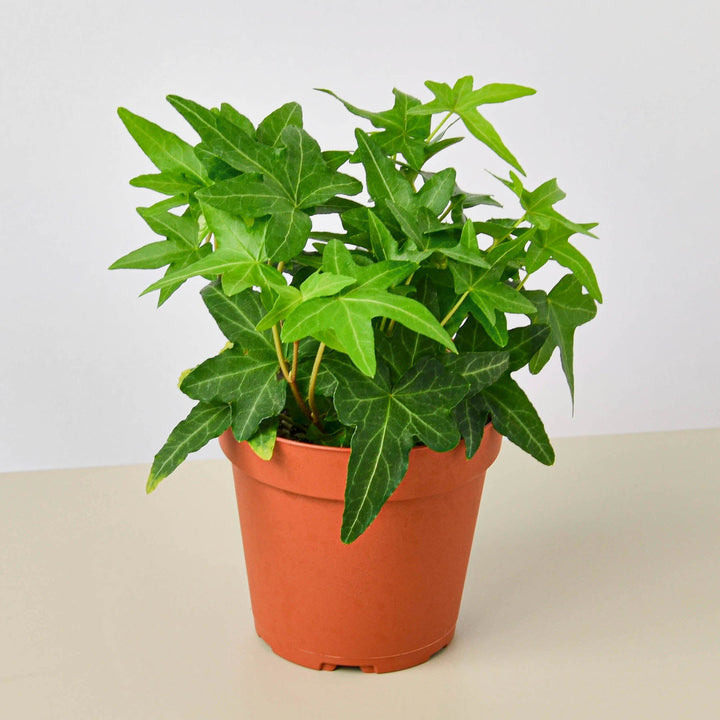 English Ivy &