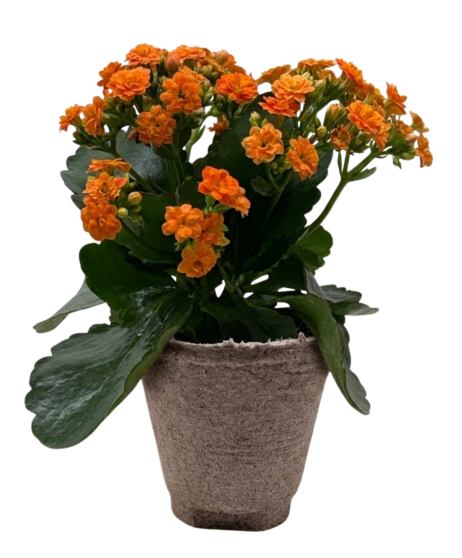 Kalanchoe &