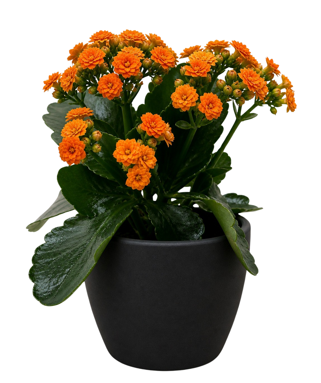 Kalanchoe &