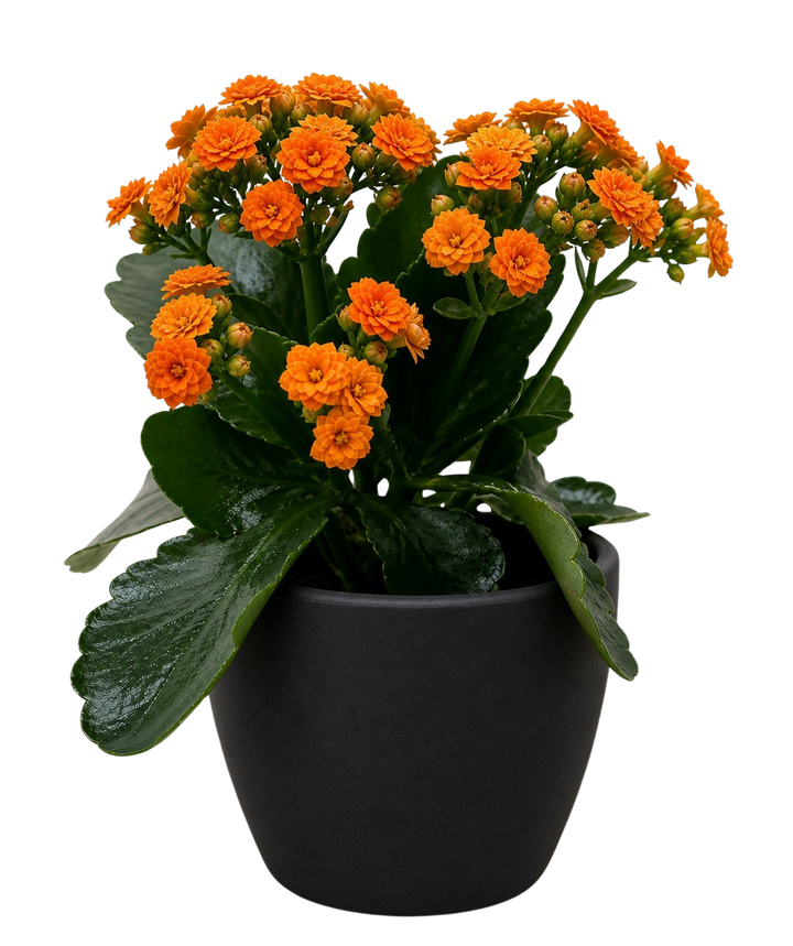 Kalanchoe &