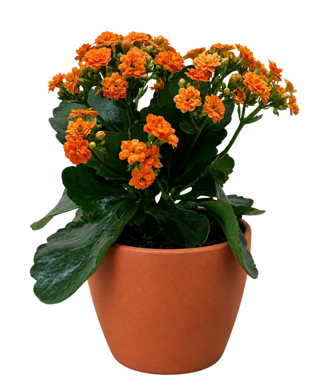 Kalanchoe &