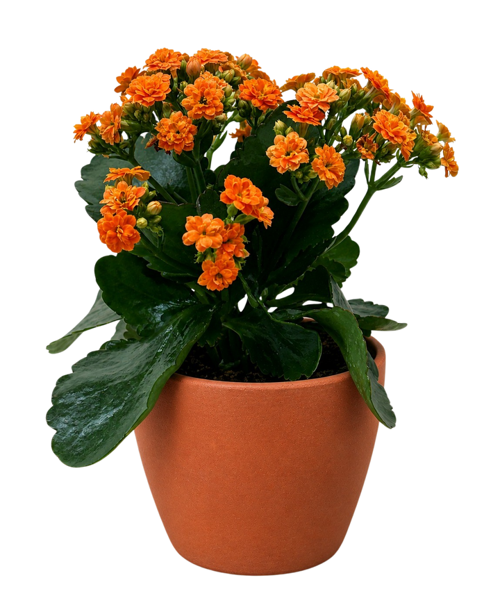 Kalanchoe &