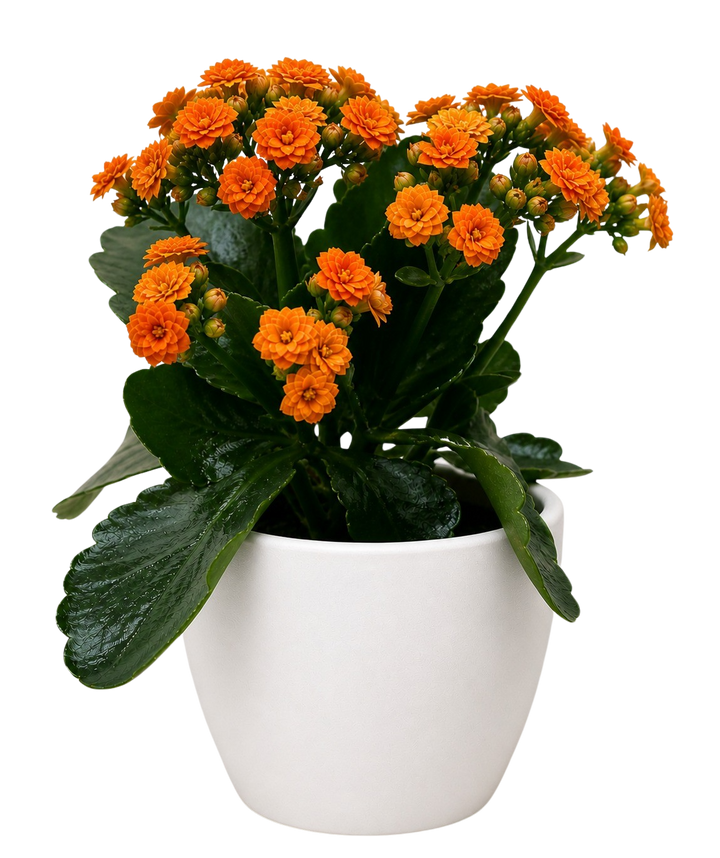 Kalanchoe &