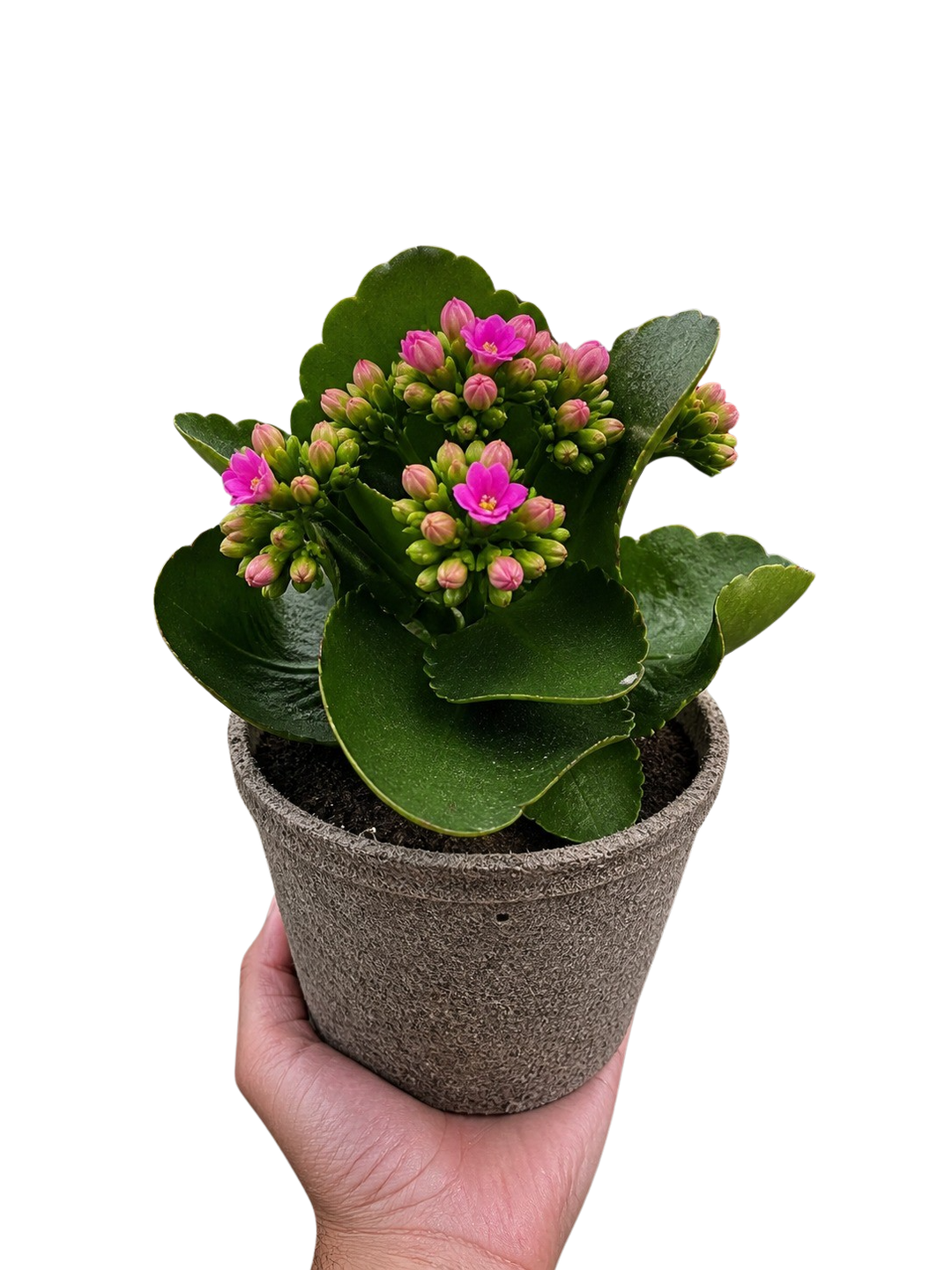 Kalanchoe &