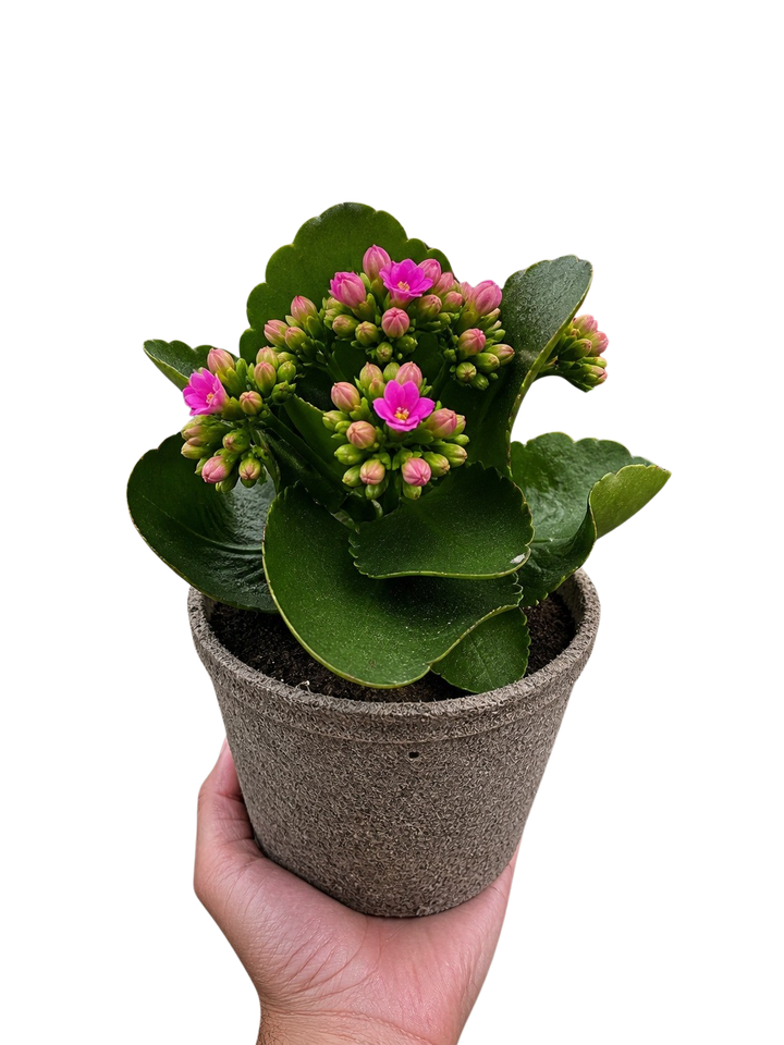 Kalanchoe &