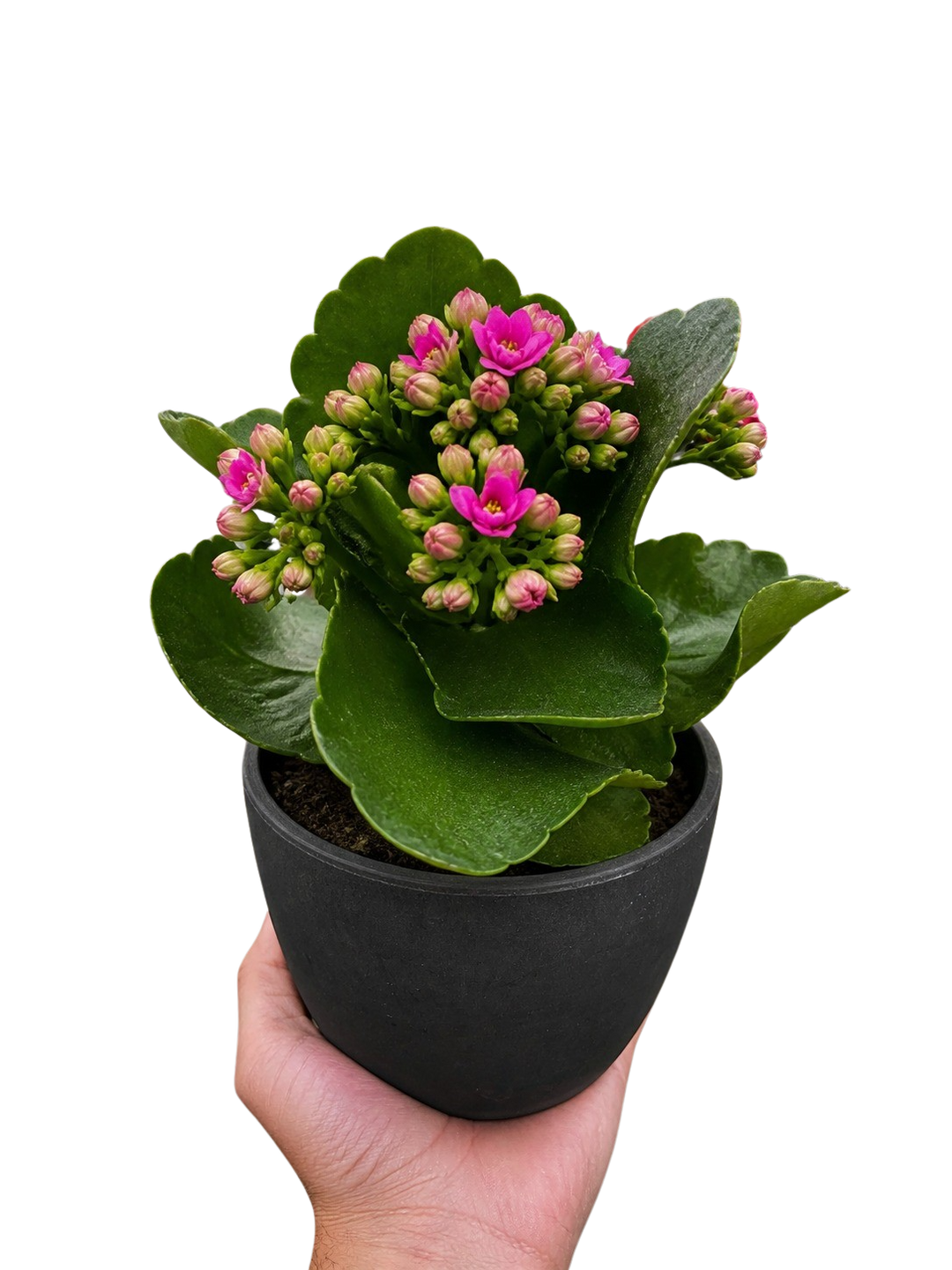 Kalanchoe &