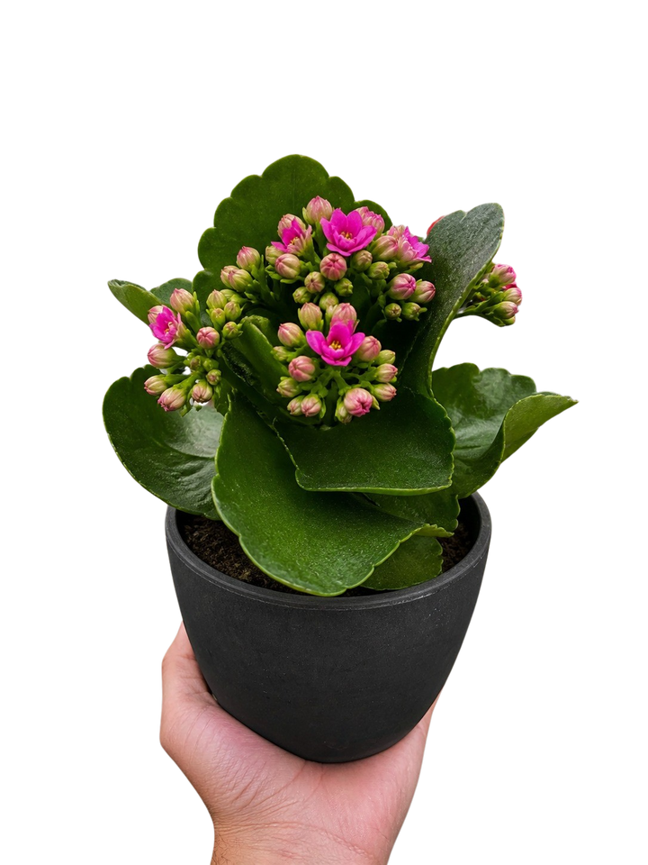 Kalanchoe &