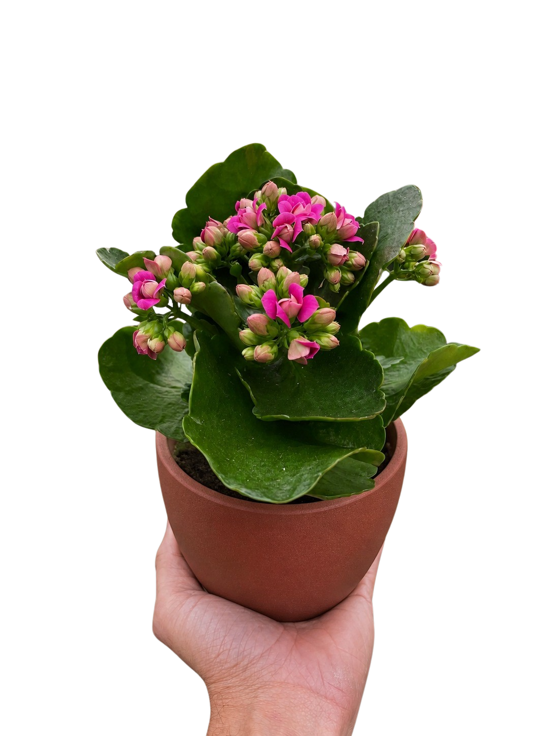 Kalanchoe &