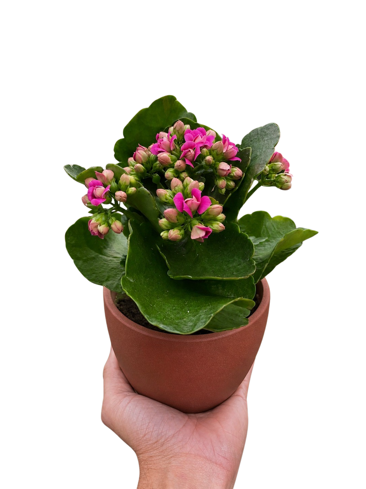 Kalanchoe &