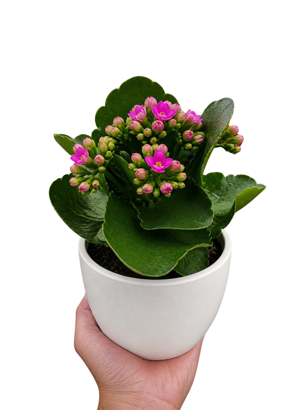 Kalanchoe &