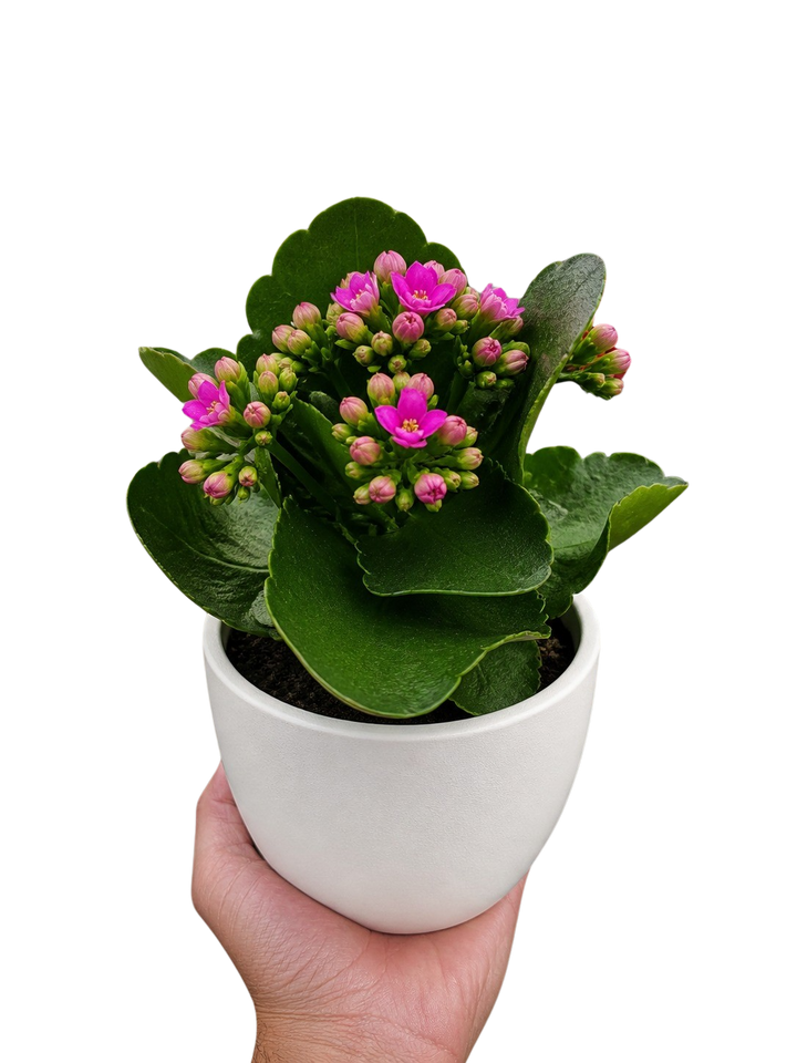 Kalanchoe &