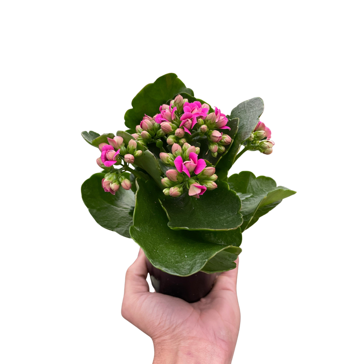 Kalanchoe &