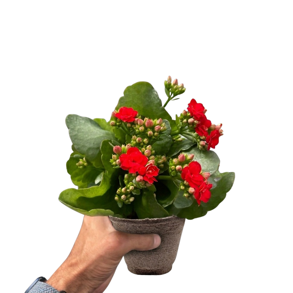 Kalanchoe &