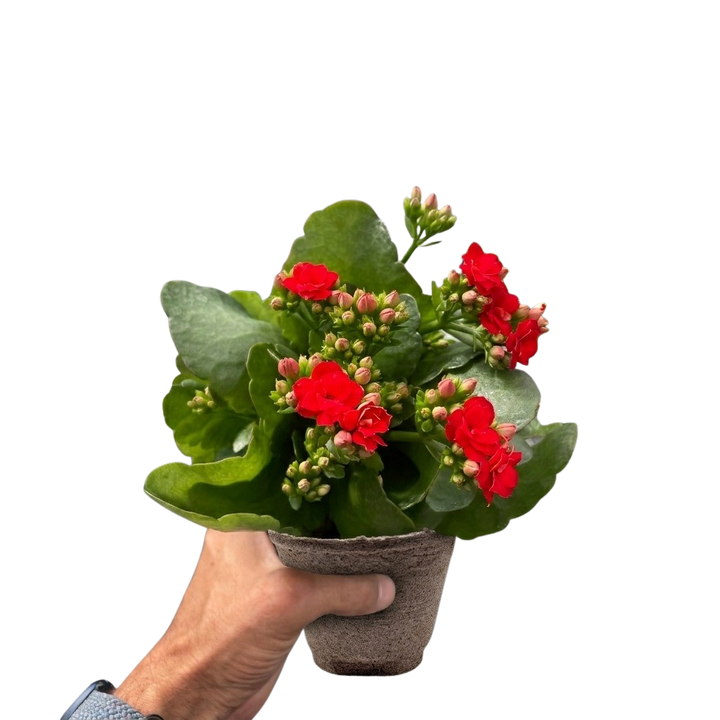 Kalanchoe &