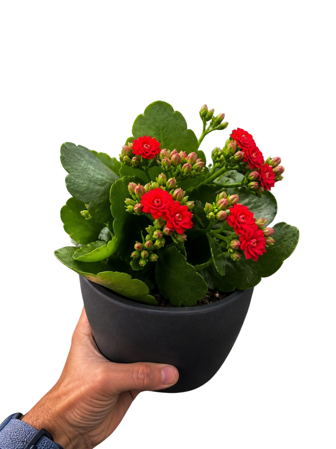 Kalanchoe &
