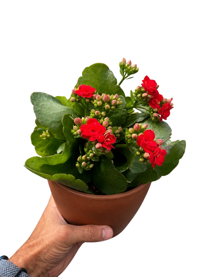 Kalanchoe &