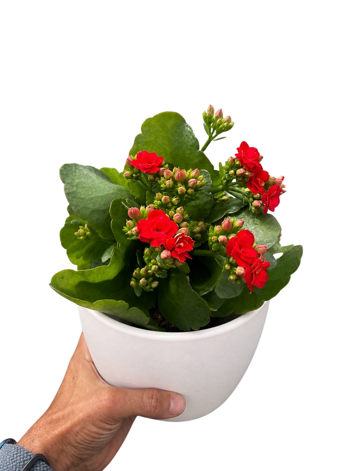 Kalanchoe &