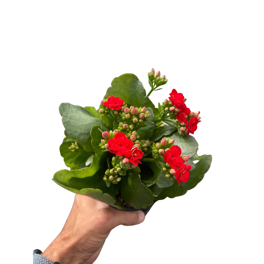 Kalanchoe &