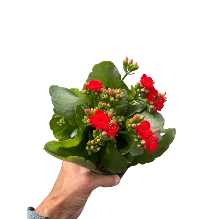 Kalanchoe &