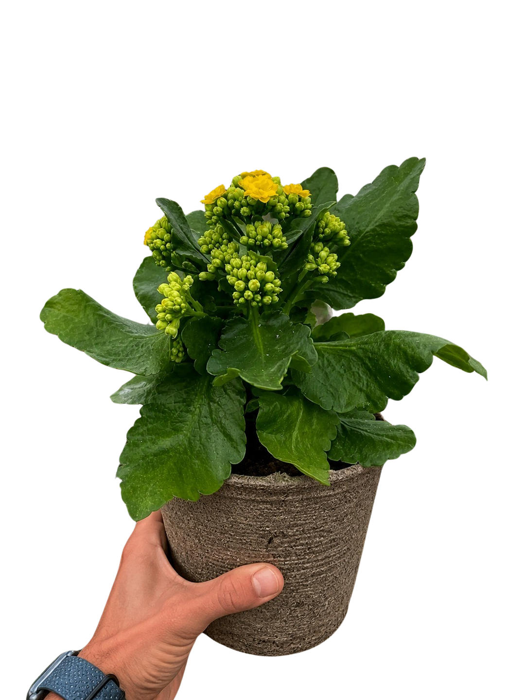 Kalanchoe &