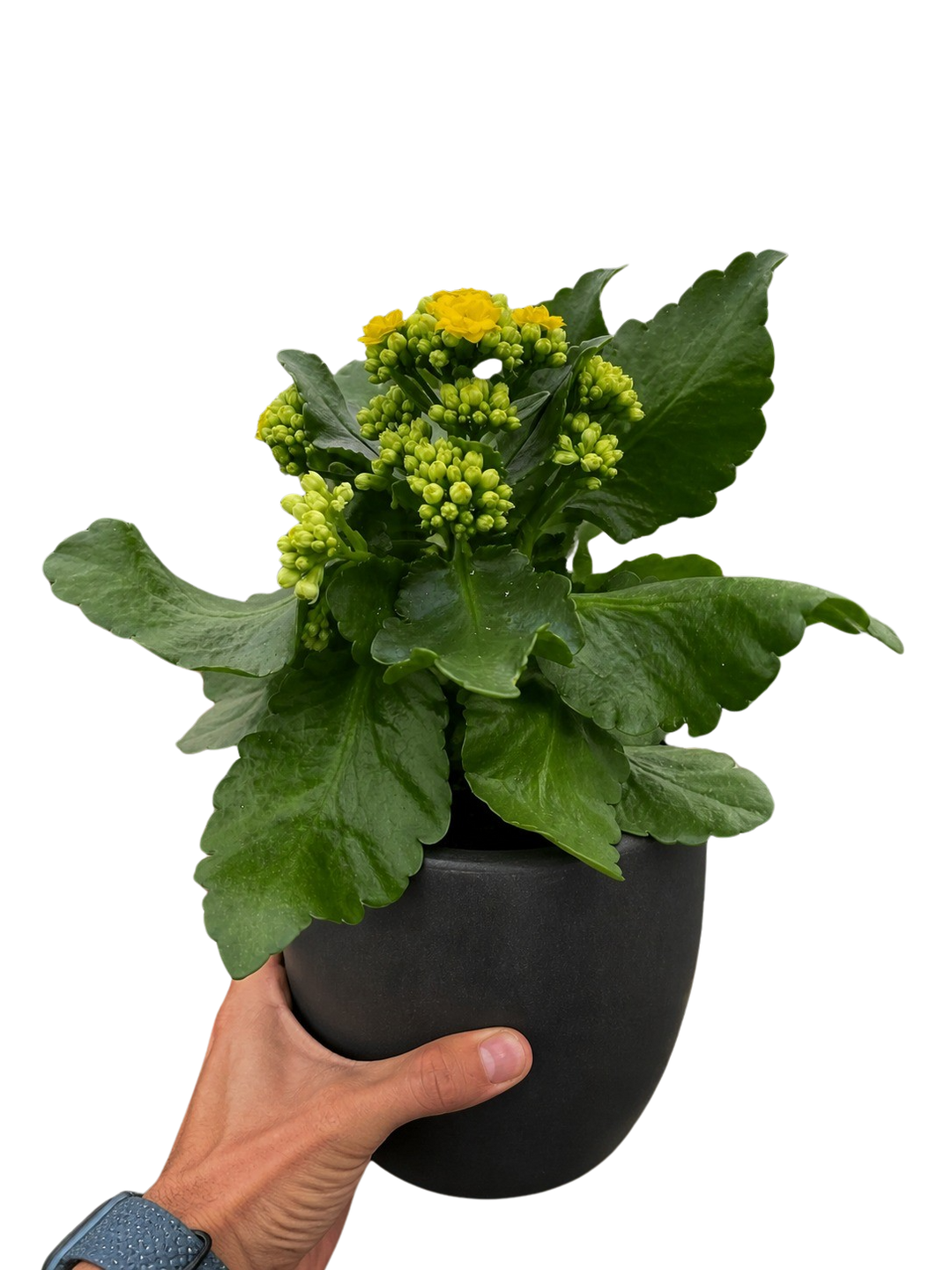 Kalanchoe &