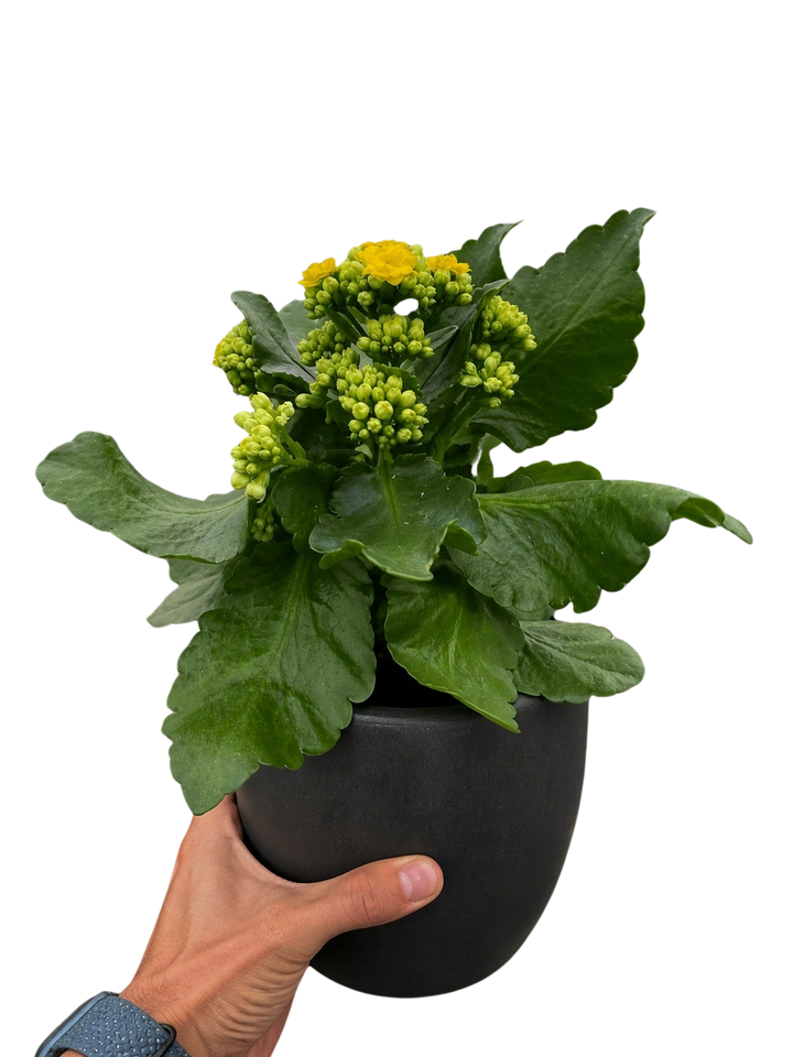 Kalanchoe &