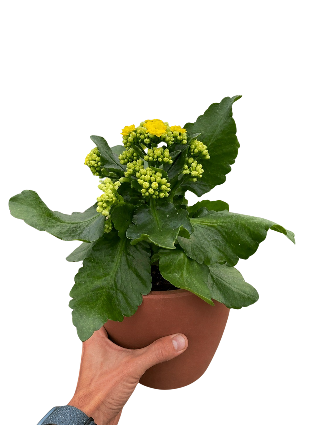 Kalanchoe &