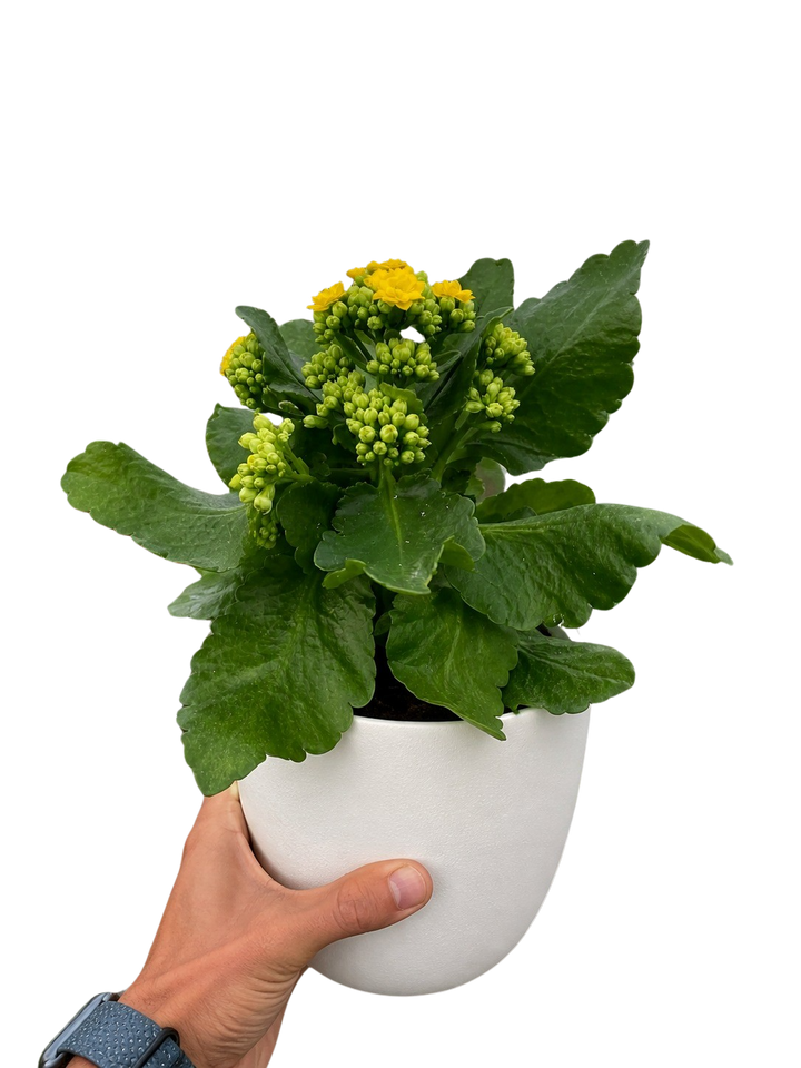 Kalanchoe &