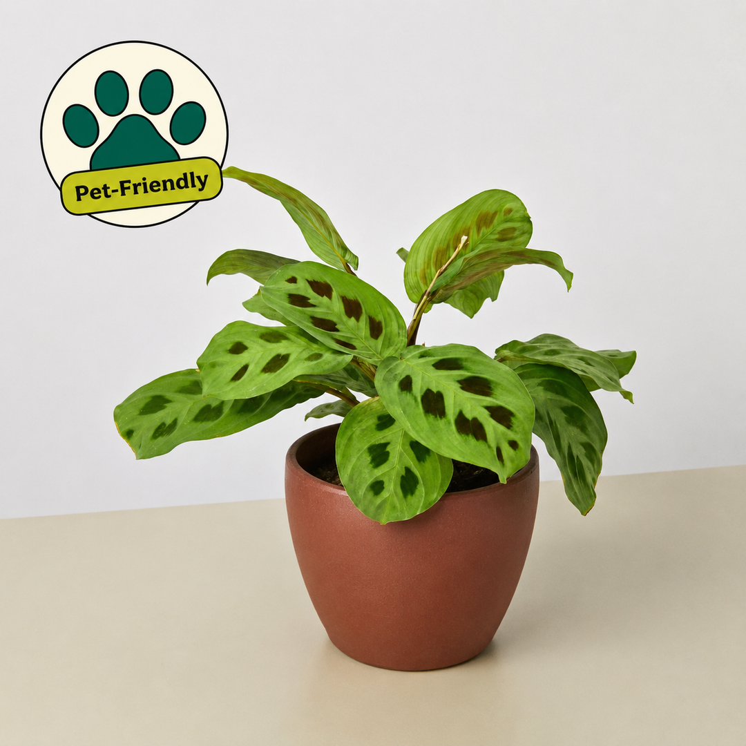 Maranta Leuconeura