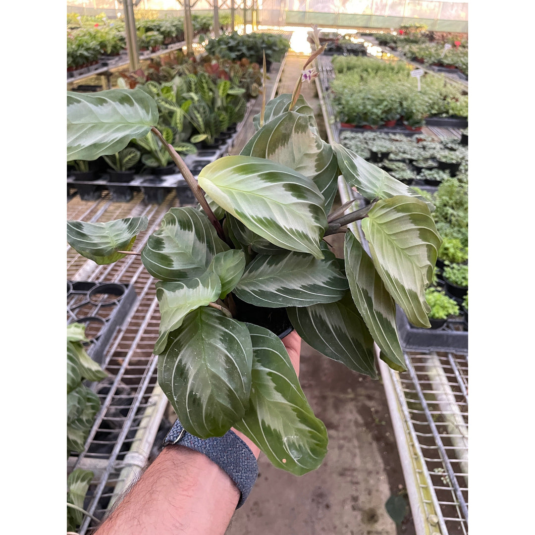 Maranta &