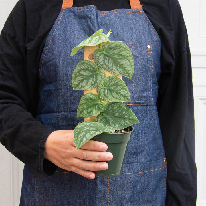 Monstera &