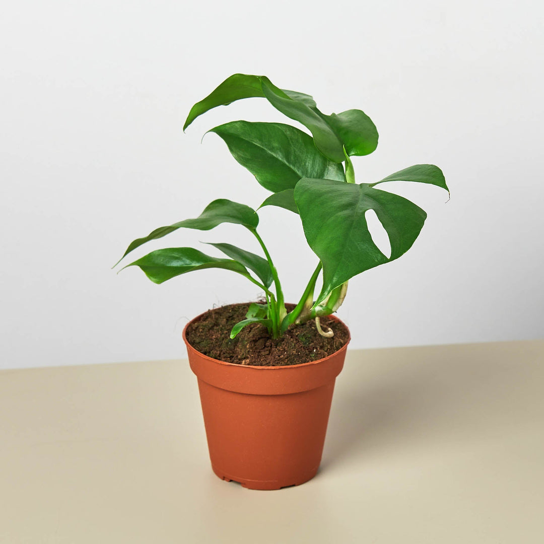 Monstera Bundle