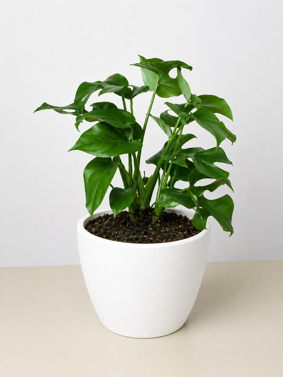 Philodendron Mini Monstera Minima